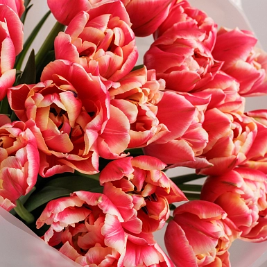 Букет из 25 красно-белых пионовидных тюльпанов - фото 5