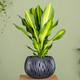 Драцена 17-70