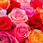 Букет из 25 разноцветных ярких роз 50 см - фото 3