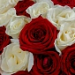 Букет из 51 красно-белых роз 70 см "Тянь-Шань" S - фото 5