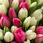 Букет из 201 розово-белого тюльпана "Инкар" - фото 5