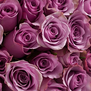 Букет из 101 фиолетовой розы 50 см "Тянь-Шань" - фото 5