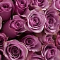 Букет из 101 фиолетовой розы 50 см "Тянь-Шань" - фото 5
