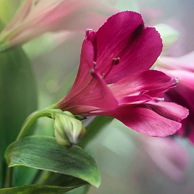 Купить альстромерии в Алматы