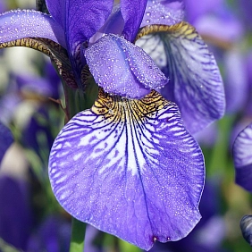 Купить ирисы в Алматы