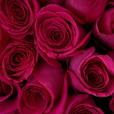 Букет из 101 малиновой розы 50 см "Тянь-Шань" - фото 6