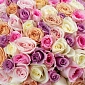 Коробка из 101 нежных микс роз "Тянь-Шань" - фото 5