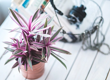 Как ухаживать за комнатными растениями?