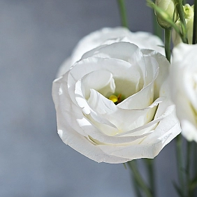 Купить эустома лизиантус в Алматы