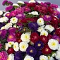 Охапка из 9 пышных микс астр - фото 6