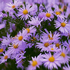 Купить астры в Алматы