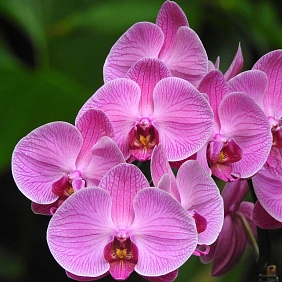 Илюстрация купить орхидеи в Алматы Купить орхидеи в Алматы