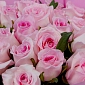 Букет из 25 розовых роз 70 см "Тянь-Шань" S - фото 5