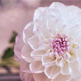 Купить георгины в Алматы