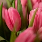 Букет из 51 розового тюльпана "Pink" - фото 5