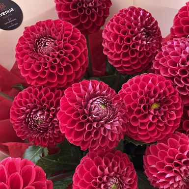 15 красных георгинов в оформлении - фото 4