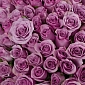 Коробка из 101 фиолетовой розы "Тянь-Шань" - фото 6