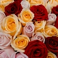 Букет из 101 яркой микс розы 50 см "Тянь-Шань" - фото 5