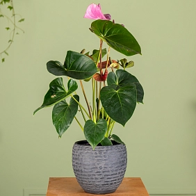 Антуриум 14-50