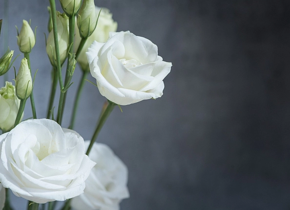 Какие цветы дарят зимой?