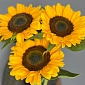Букет из подсолнухов 5 шт. - фото 7