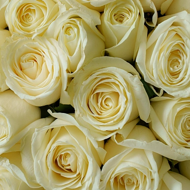 Букет из 101 белой розы 50 см "Тянь-Шань" - фото 5