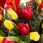 Корзинка из 45 красных и желтых тюльпанов с зеленью - фото 5