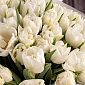 35 пионовидных белых тюльпанов - фото 5