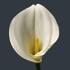 Купить каллы в Алматы