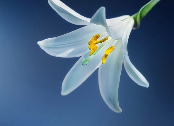 Илюстрация к Белые цветы: когда дарить и что означают? Белые цветы: когда дарить и что означают?