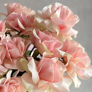 25 розовых сортовых Голландских роз в коробке - фото 3