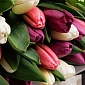 Сет из трех букетов "Нежный микс тюльпанов" - фото 5