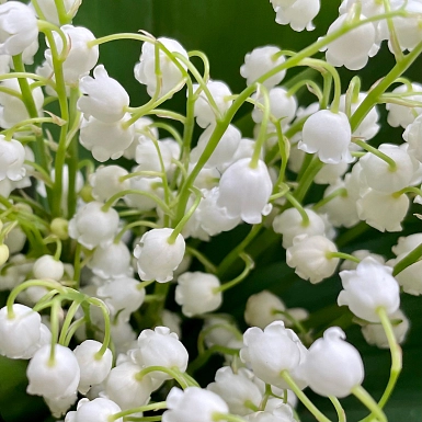 25 ландышей "Капелька нежности" - фото 3