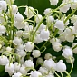 25 ландышей "Капелька нежности" - фото 3