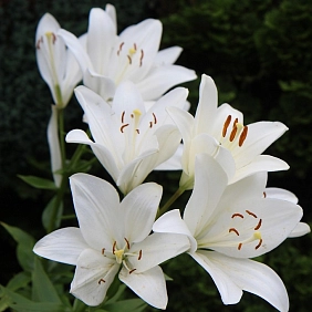 Купить лилии в Алматы