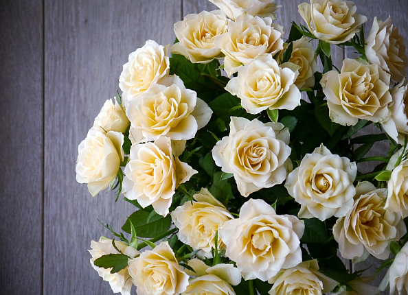 Что сделать, чтобы розы дольше стояли в вазе? | Flower.kz