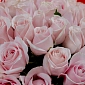 Букет из 51 pink роз 50 см "Тянь-Шань" - фото 3