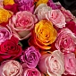 Голландская 101 микс роза 50 см - фото 6