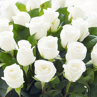 Купить розы в Алматы | Букет из роз заказать в интернет-магазине Flower.kz