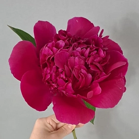 Купить местные пионы в Алматы