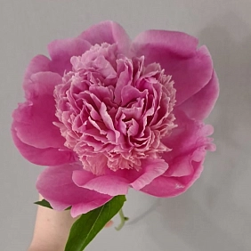 Купить местные пионы в Алматы