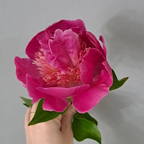 Купить местные пионы в Алматы