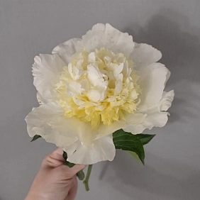 Купить местные пионы в Алматы