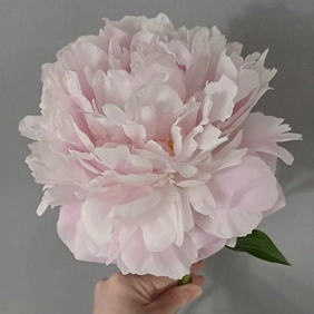 Купить местные пионы в Алматы