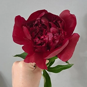 Купить местные пионы в Алматы