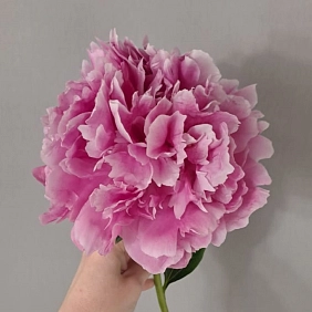 Купить местные пионы в Алматы