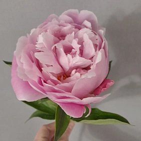 Купить местные пионы в Алматы